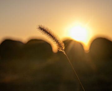 zonsondergang met tarwe van Nettefotos