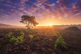 Paarse Heide Hilversum 6 van Albert Dros