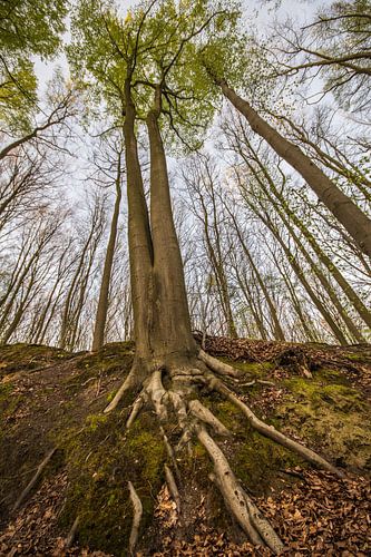 le grand arbre