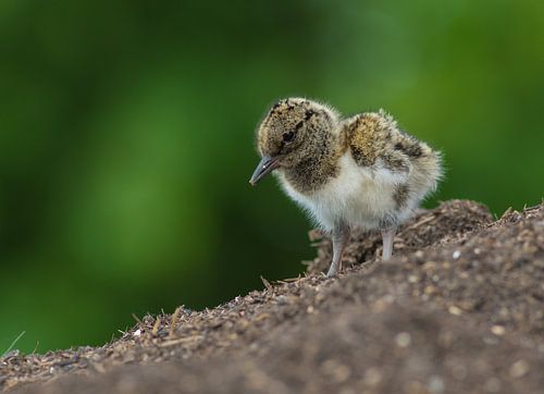 De jonge Scholekster.
