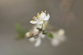 In der Schaltfläche von Birgitte Bergman
