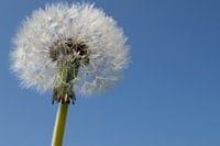 Löwenzahn aus der Blüte