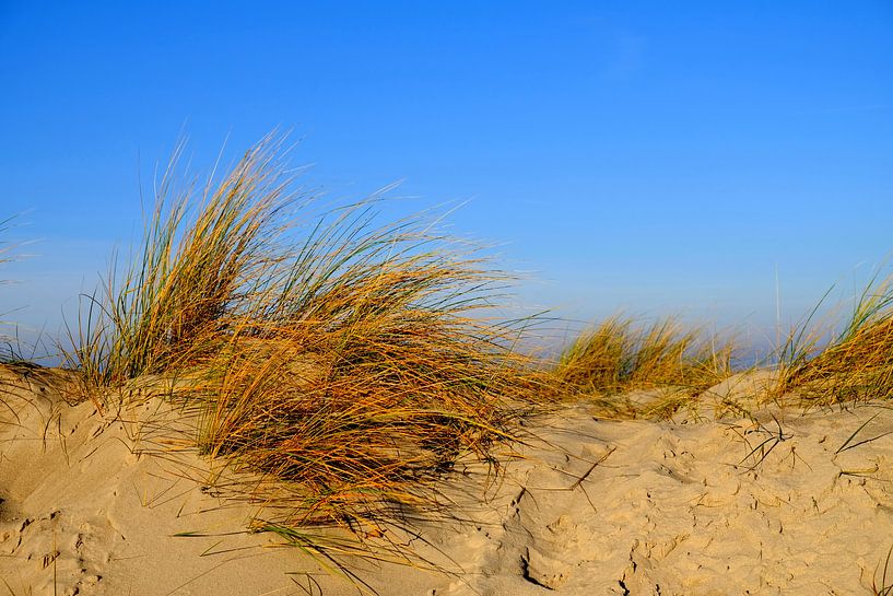 winter dunes by Ostsee Bilder