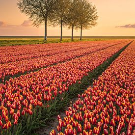 Bomen op een rij tussen de tulpen. van Marga Vroom