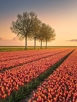 Arbres en rangée parmi les tulipes. sur Marga Vroom