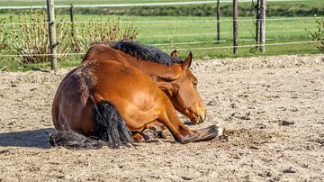 Paard in de zon van Raymond Meerbeek