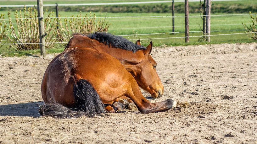 Paard in de zon by Raymond Meerbeek