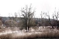 Au forest -Floodplain by Christine Nöhmeier thumbnail