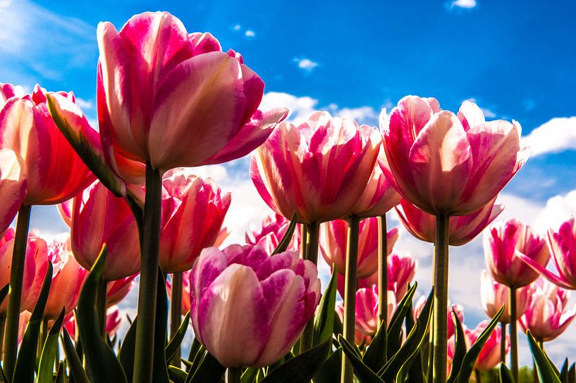 Nahaufnahme Tulpen mit blauem Hintergrund und bewölktem Himmel von Brian Morgan