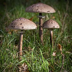 Parasolpilz