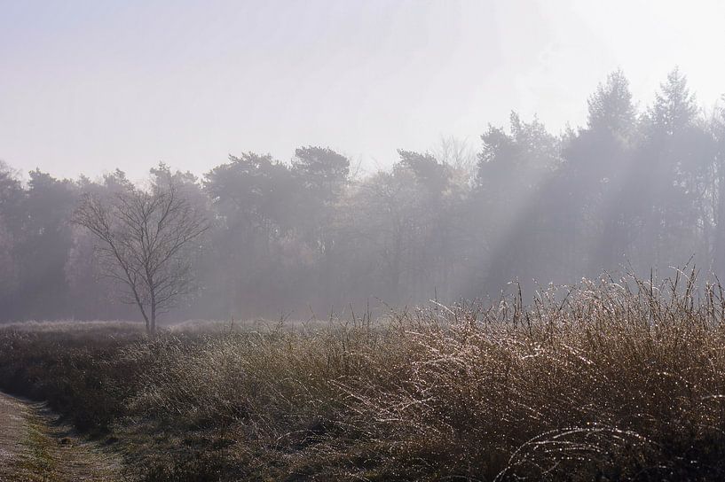 heide part 8 van Tania Perneel