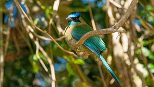 Leçons motmot
