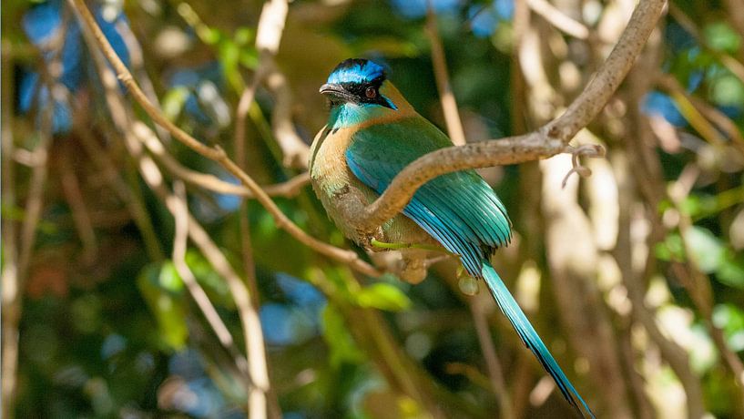 Lessons motmot van Maarten Verhees