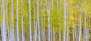Panorama van berkenbomen in herfstkleuren