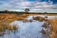 Frozen Langven on the Sonse Heide, Netherlands