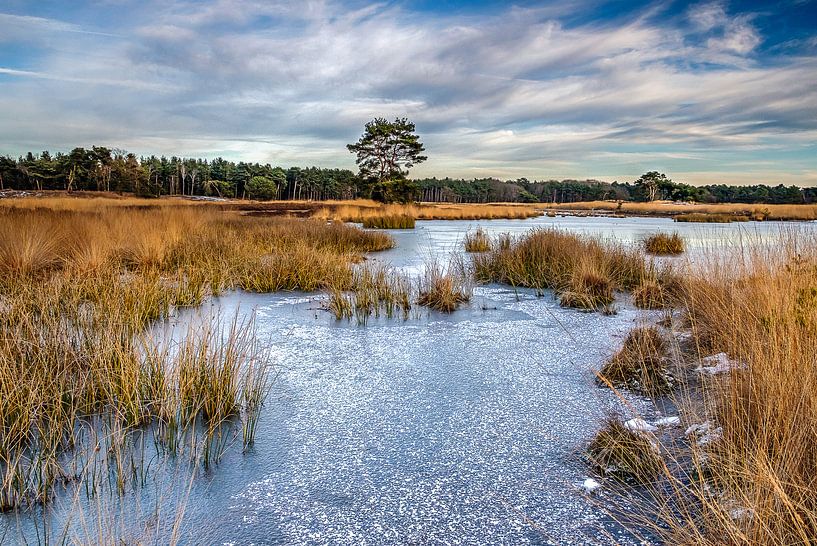 Langven gelé sur la Sonse Heide, Pays-Bas par H Verdurmen
