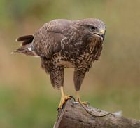 Buizerd