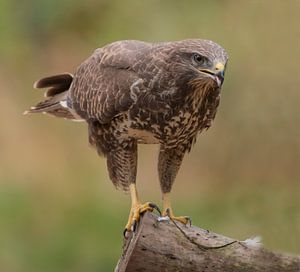 Bussard von Robert Westerhof