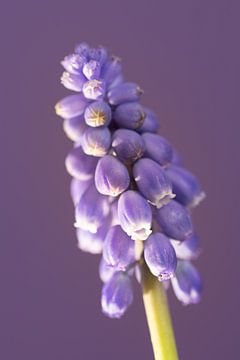 Blauw druifje, druif hyacinth, muscari van Robin Verhoef