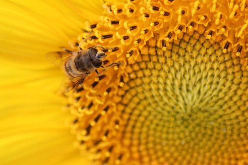 The bee on the sunflower!