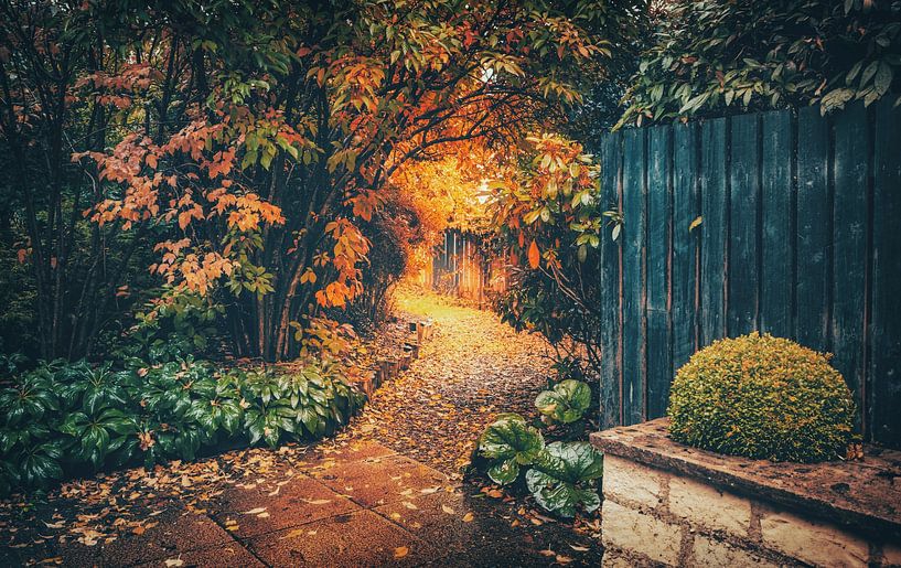 A mysterious path in nature in Scotland by Jakob Baranowski - Photography - Video - Photoshop