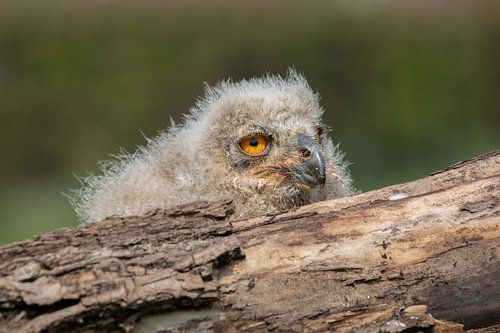 Siberische oehoe kuiken