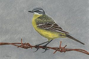 Bergeronnette grise (Motacilla flava) sur Helga Pohlen - ThingArt