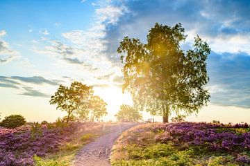 Bloeiende heideplanten in het heidelandschap bij zonsopkomst in de zomer van Sjoerd van der Wal Fotografie