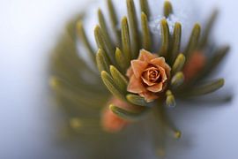 Snowrose by Romény Evers