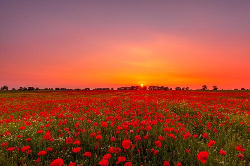 Paysage de coquelicots