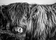 Schotse hooglander kalf van Amber van der Velden thumbnail