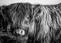 Veau écossais Highlander