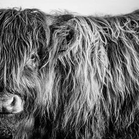 Veau écossais Highlander sur Amber van der Velden