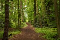 Forêt estivale, calme et sérénité