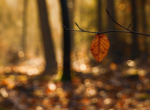 Zonnige ochtend in het bos