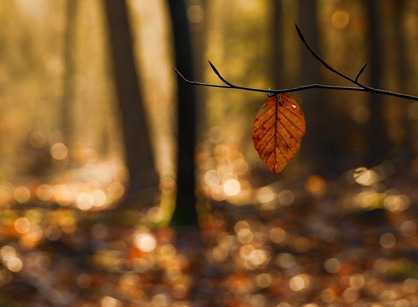 Un matin ensoleillé dans la forêt par Marloes ten Brinke