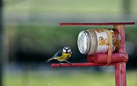 pimpelmees aan de lunch