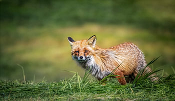 Renard