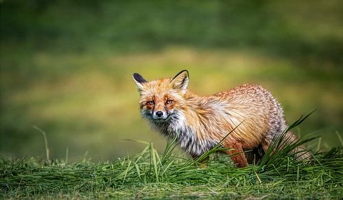 Renard