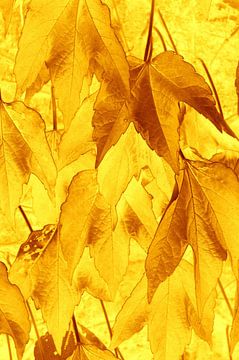 Golden Leaves van Ernst van Voorst