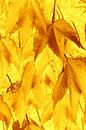 Golden Leaves van Ernst van Voorst thumbnail