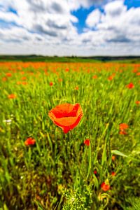 champ de fleurs