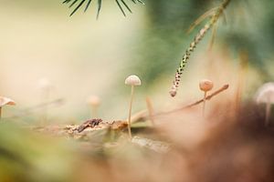 Herbstbild mit Pilzen