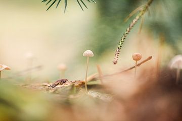 Herbstbild mit Pilzen von KB Design & Photography (Karen Brouwer)
