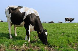 Dutch black and white cows outdoor in the grass fields by Ivonne Wierink