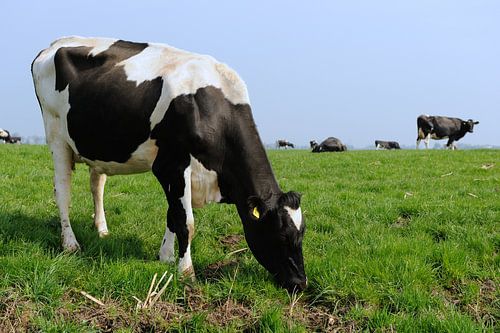 Hollands melkvee in het weiland