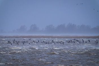 Barnacle geese with headwinds low over the waters of Lauwersmeer.