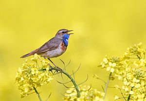Singender männlicher Blaukehlchen (Luscinia svecica) von Beschermingswerk voor aan uw muur