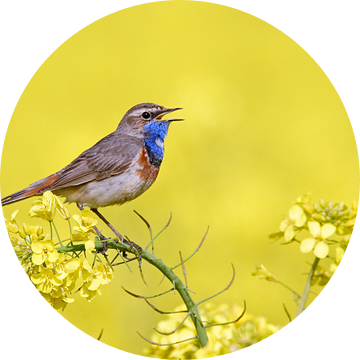 Zingend mannetje Blauwborst (Luscinia svecica) van Beschermingswerk voor aan uw muur