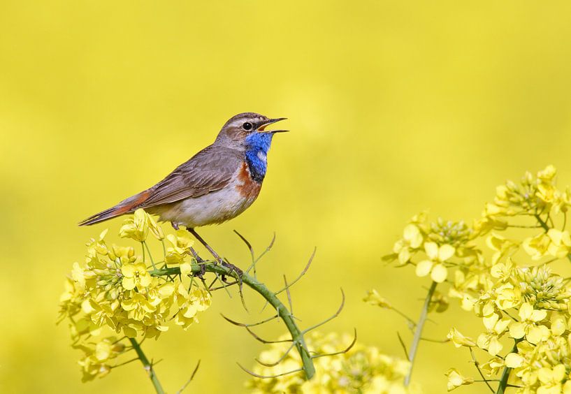 Zingend mannetje Blauwborst (Luscinia svecica) van Beschermingswerk voor aan uw muur